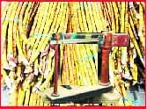 sugar cane